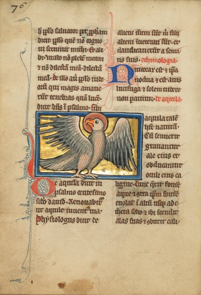 An Eagle by Unbekannt Unbekannt